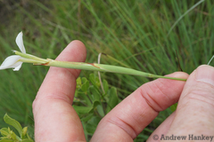 Moraea albicuspa