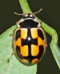 Propylea
