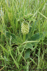 Eucomis autumnalis clavata