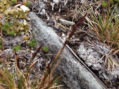 Agrostis muelleriana