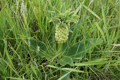 Eucomis autumnalis clavata