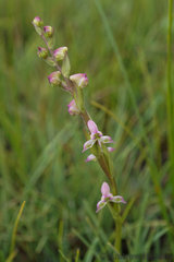 Disperis tysonii