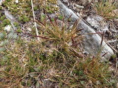 Agrostis muelleriana