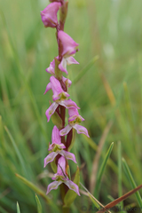 Disperis tysonii