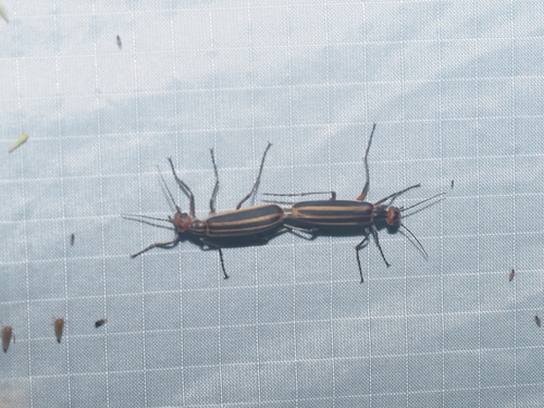 Old-fashioned potato beetle photo 5
