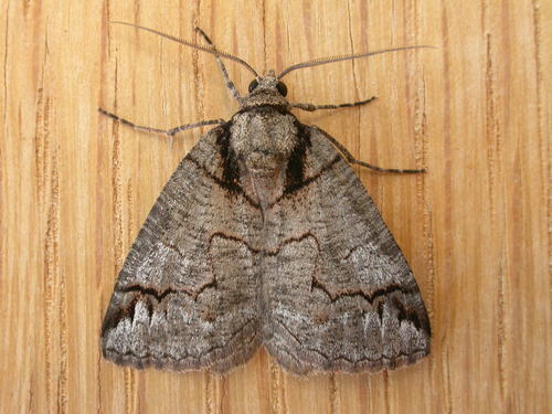 Austroterpna paratorna (Meyrick, 1888)