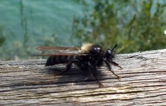 Laphria ephippium