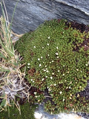 Kelleria childii