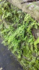 Adiantum philippense