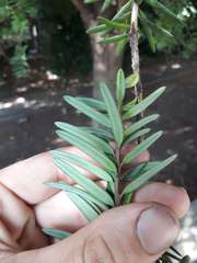 Podocarpus laetus × Podocarpus totara