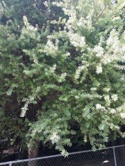 Podocarpus laetus × Podocarpus totara