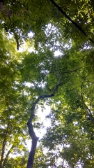Dalbergia latifolia