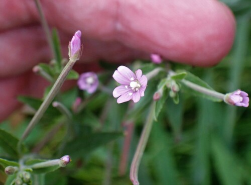 Dwarf willowherb (Epilobium obscurum)