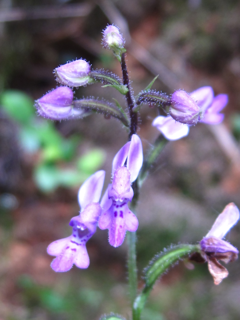 Cynorkis lilacina