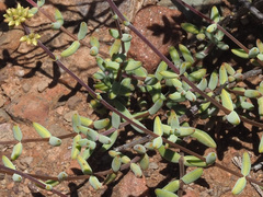 Crassula subaphylla subaphylla