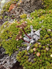 Anisotome lanuginosa