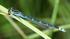 Paracercion v-nigrum