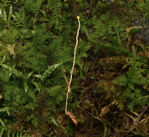 Ophiocordyceps tricentri