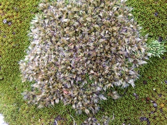 Anisotome imbricata