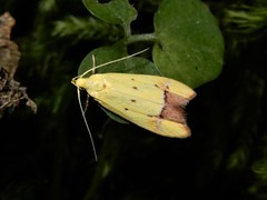 Gymnobathra flavidella