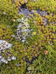 Anisotome imbricata