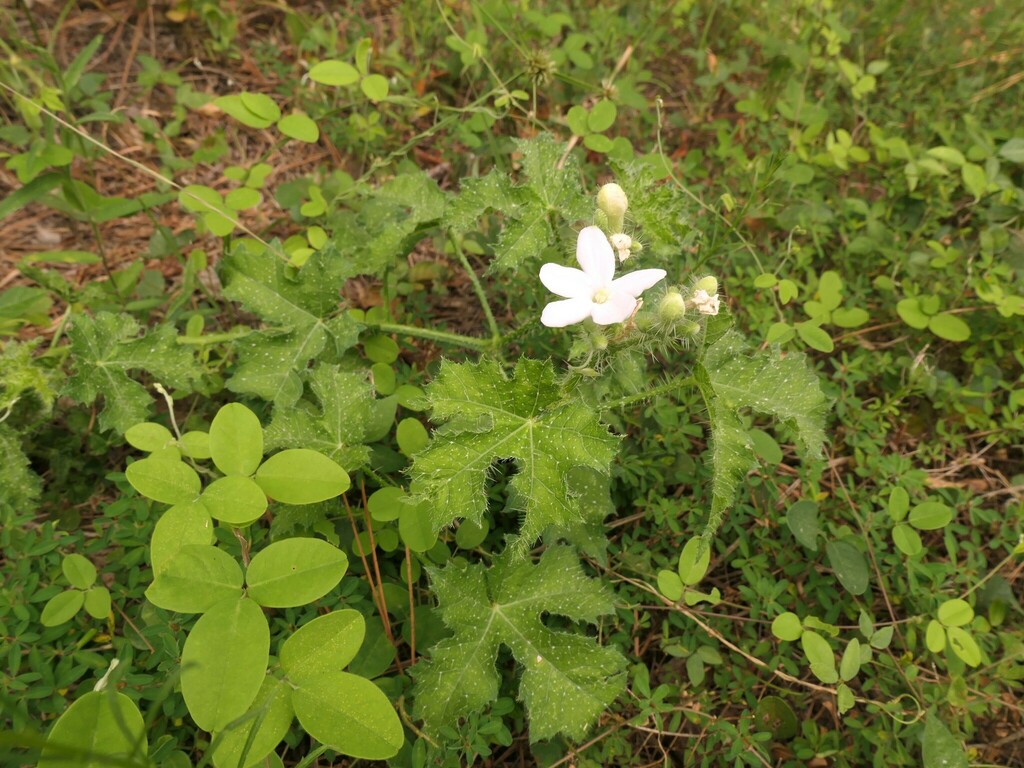 Texas Bull Nettle from Miller County, AR, USA on August 6, 2023 at 09: ...