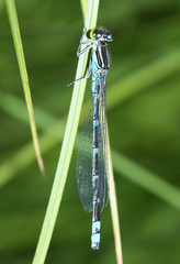 Paracercion v-nigrum