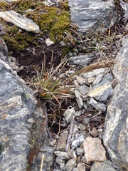 Agrostis magellanica