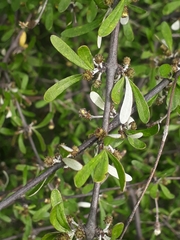 Olearia odorata