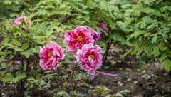 Paeonia × suffruticosa
