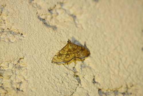 Anania verbascalis