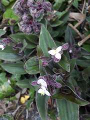Tradescantia cerinthoides