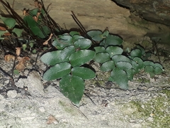 Pellaea calidirupium