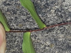 Pellaea calidirupium