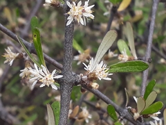 Olearia odorata