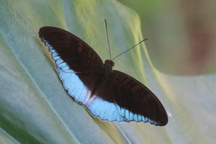Tanaecia iapis puseda