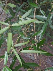 Rubus schmidelioides schmidelioides