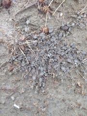 Atriplex buchananii