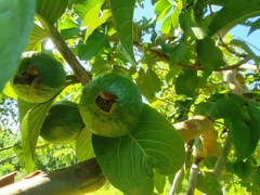 Psidium guajava image