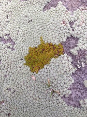 Colobanthus brevisepalus