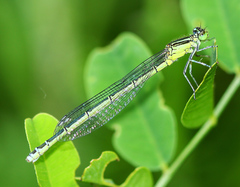 Paracercion v-nigrum