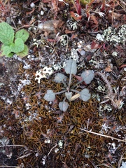 Convolvulus verecundus