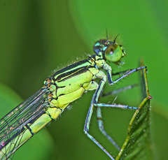 Paracercion v-nigrum