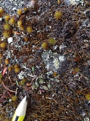 Leptinella conjuncta