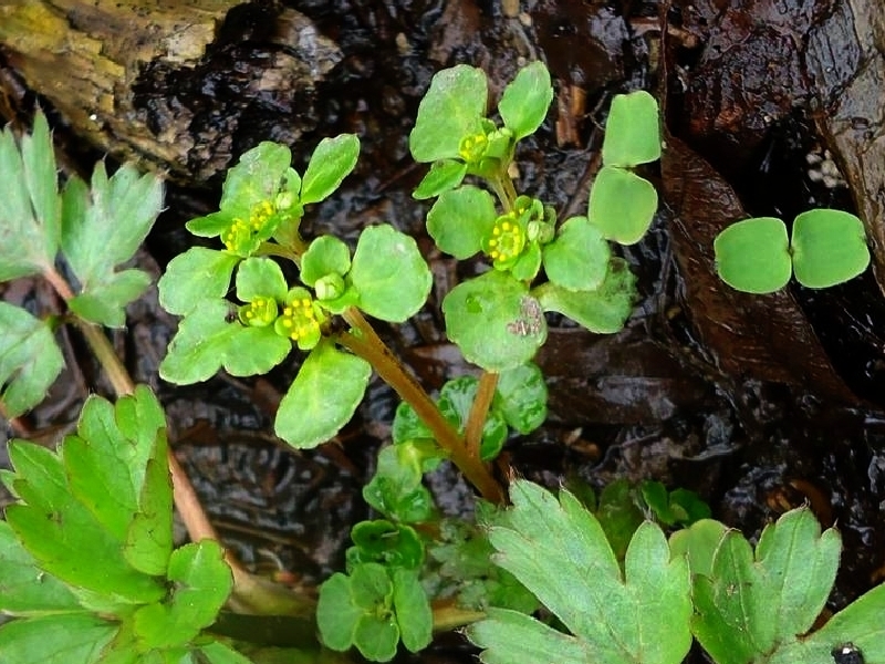 Chrysosplenium kamtschaticum