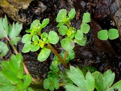 Chrysosplenium kamtschaticum