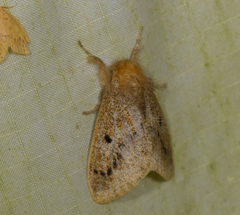 Rhypotoses phloeochroa