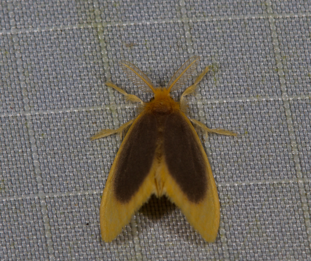 Toxoproctis