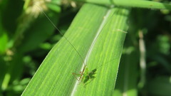 Conocephalus saltator