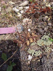 Lepidium solandri